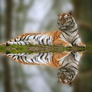 Meet your Posher, Jeremiah